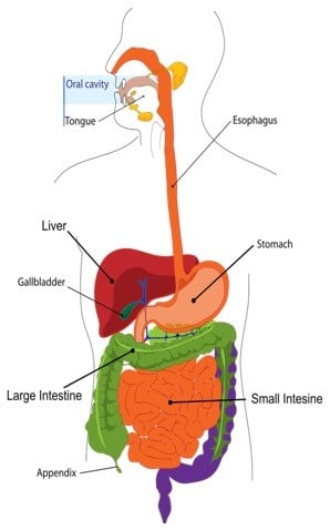 digestive system diagram for class 7