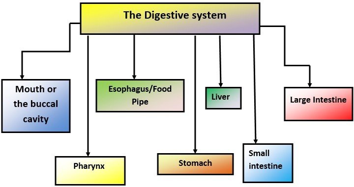 Organs of the Human Digestive System