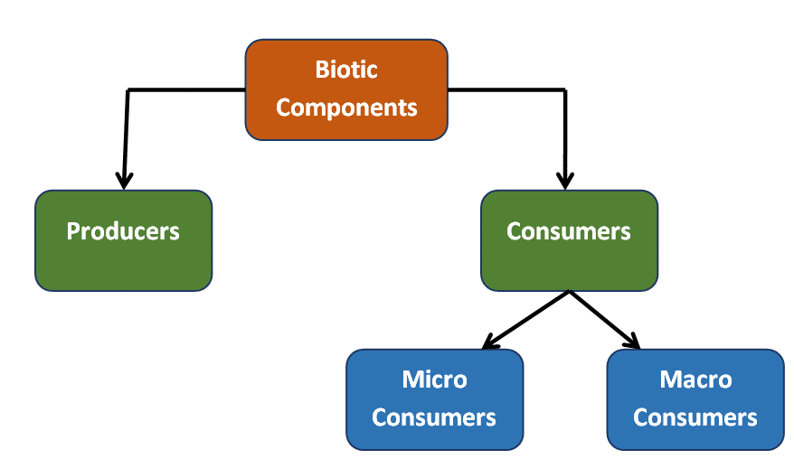 Biotic Factors - Categories - Producers, Consumers