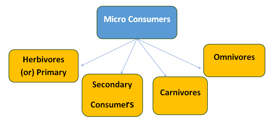 Biotic Factors - Micro Consumers - Sub Types Diagram