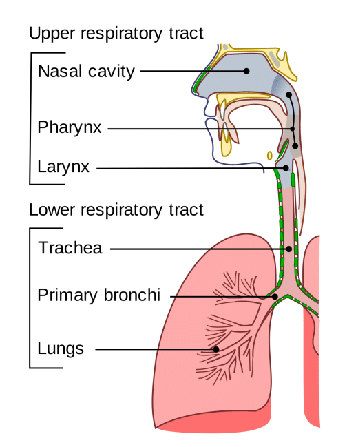 Diagram of Upper Respiratory Tract