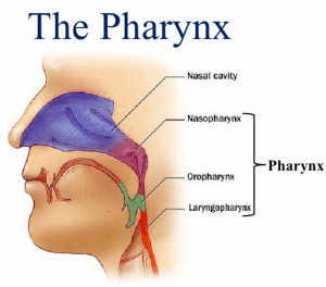 Diagram of the Pharynx
