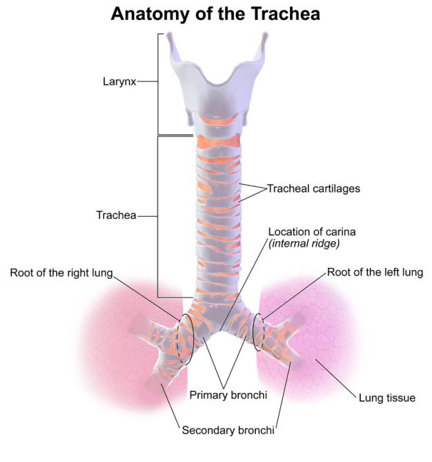 Anatomy of the Trachea