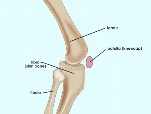 Illustration of the knee joint