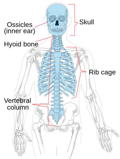 Illustration of the Axial Skeleton labelling ossicles,skull,hyoid bone,rib cage,and vertebral column.