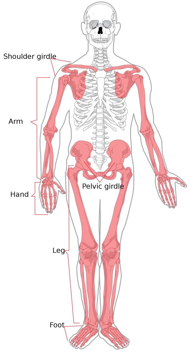 Illustration of Appendicular skeleton