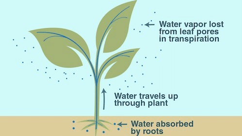 Image showing how water precipitates from leaves.