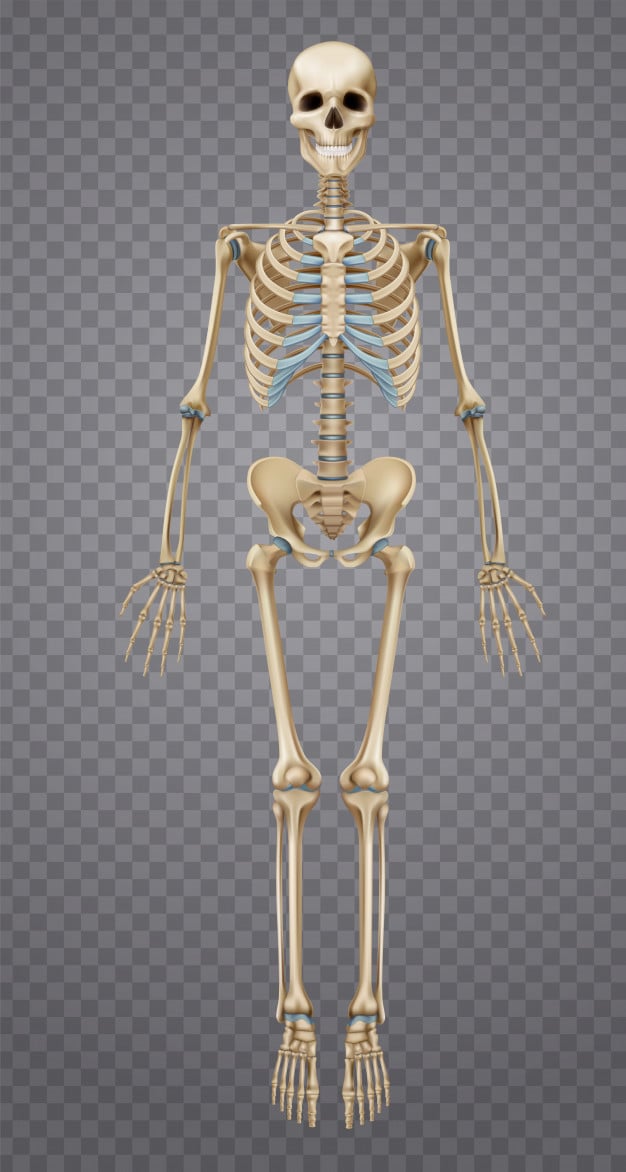 Illustration of Human Skeletal System