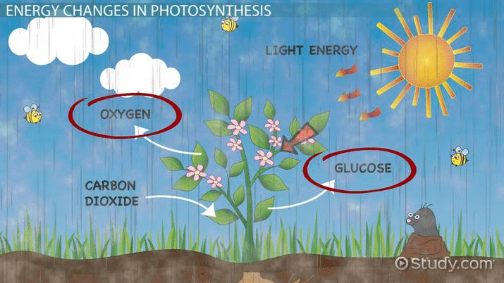 Illustration showing energy conversion in photosynthesis