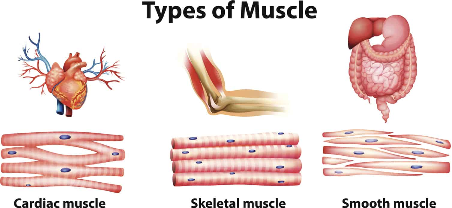Diagram of the Types of Muscles