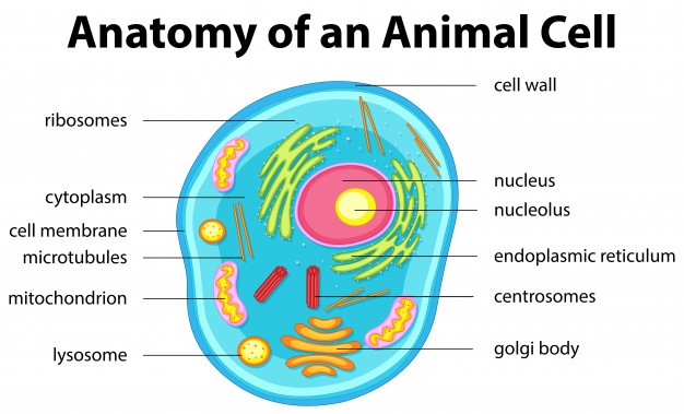 Diagram of Parts of a Cell