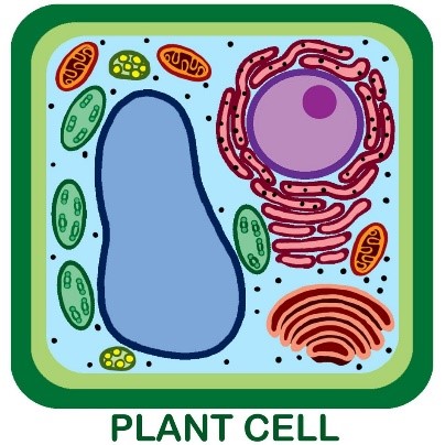 Structure of Plant Cell