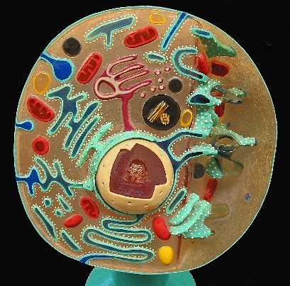Structure of an Animal Cell