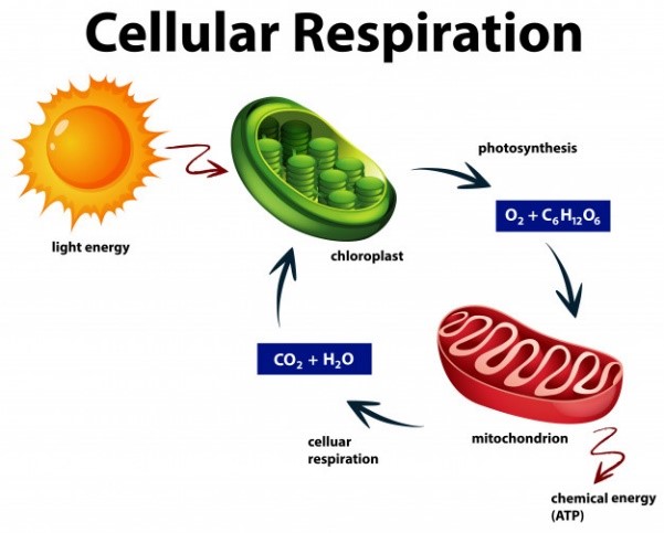 Cellular Respiration Cycle Diagram