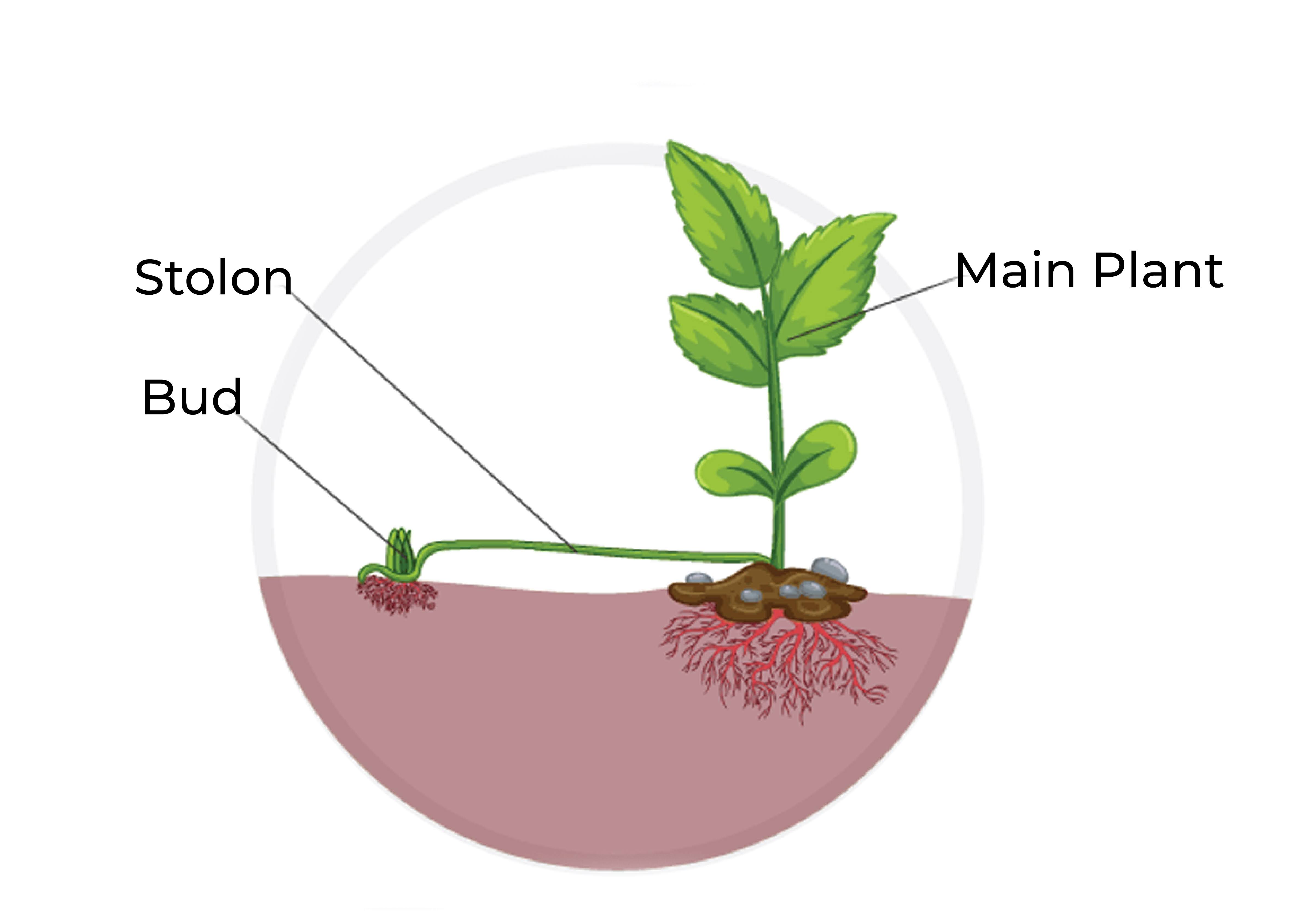 asexual reproduction in plants