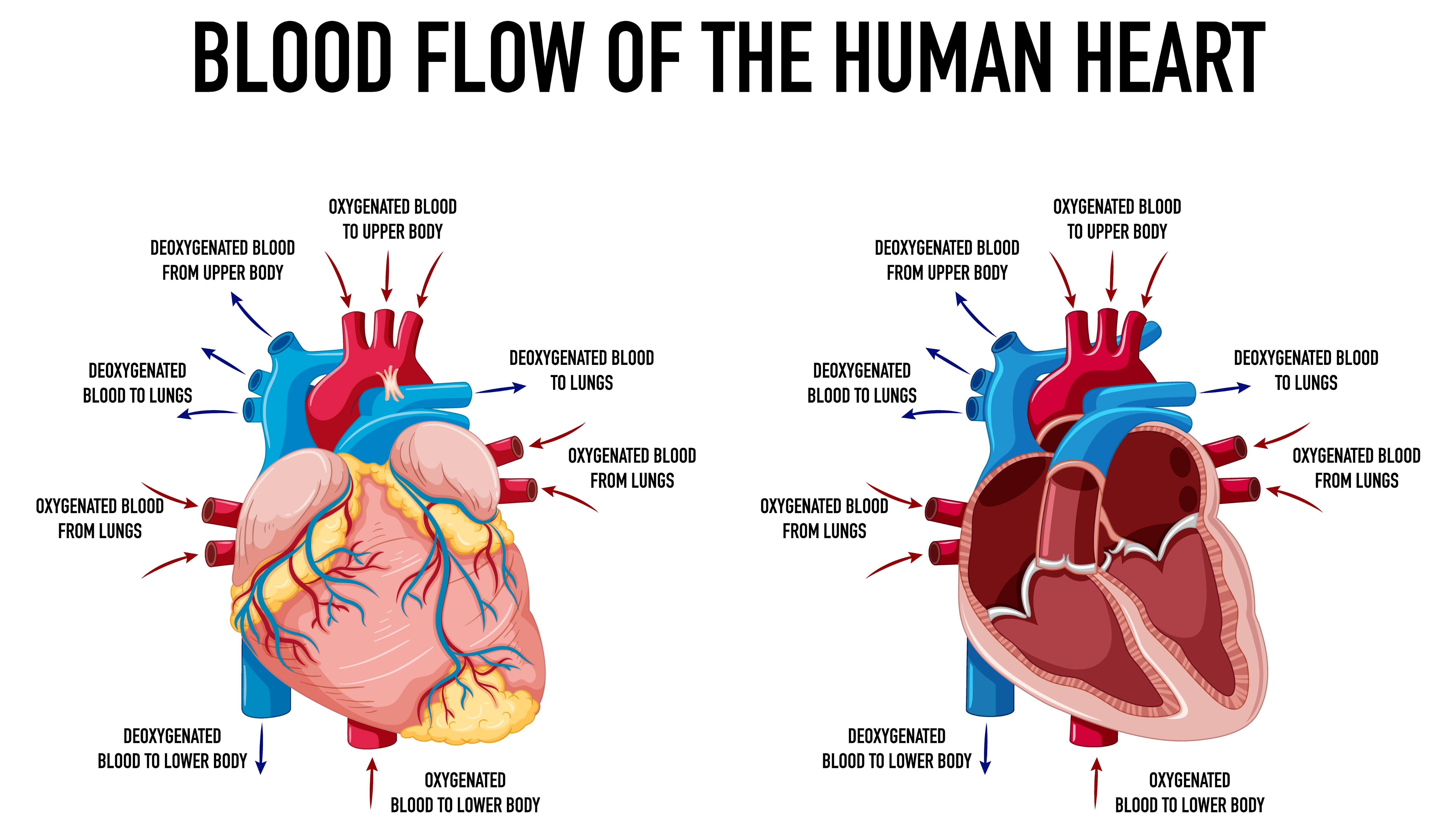 blood flow of human heart