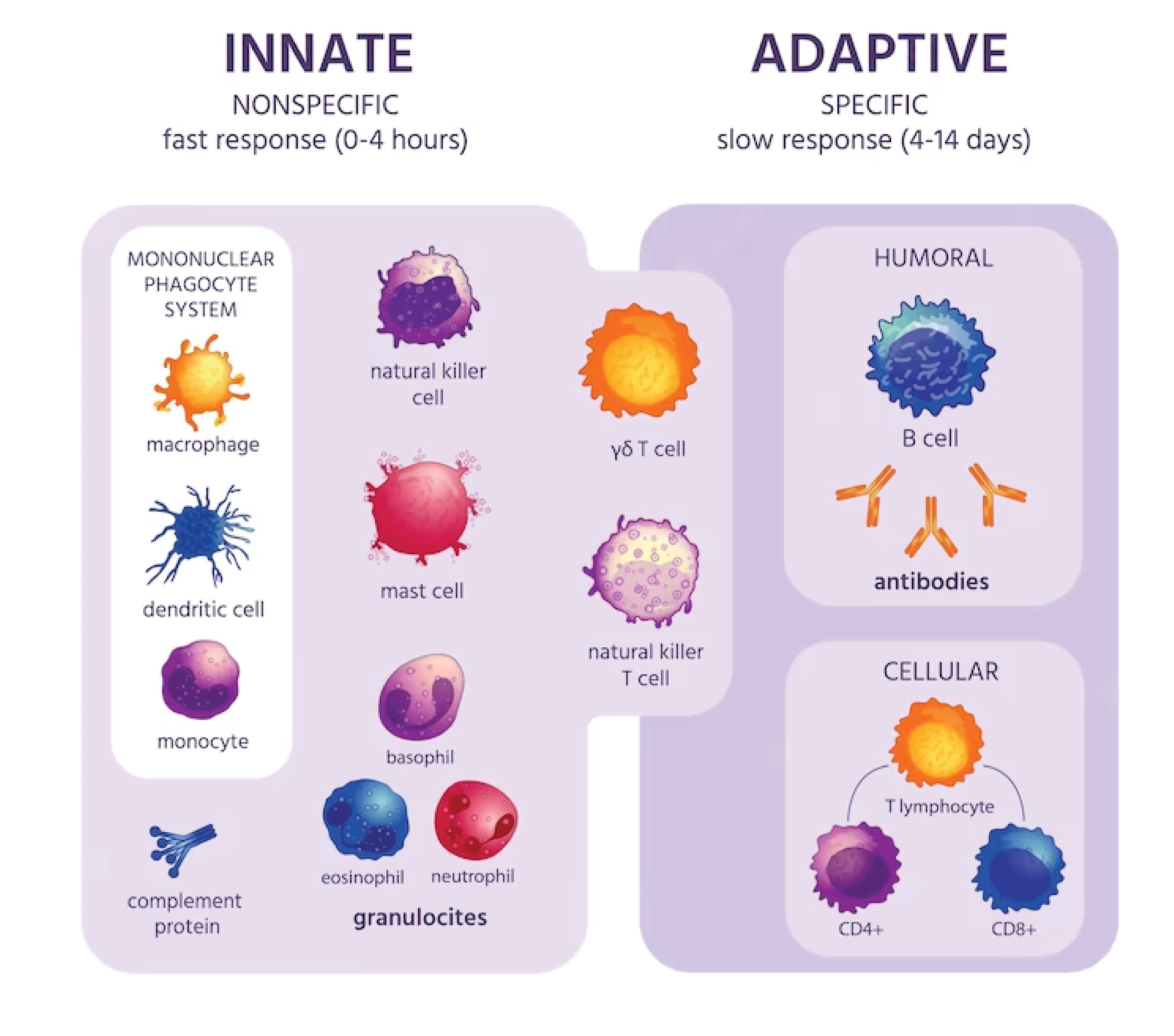 innate immunity and adaptive immunity.