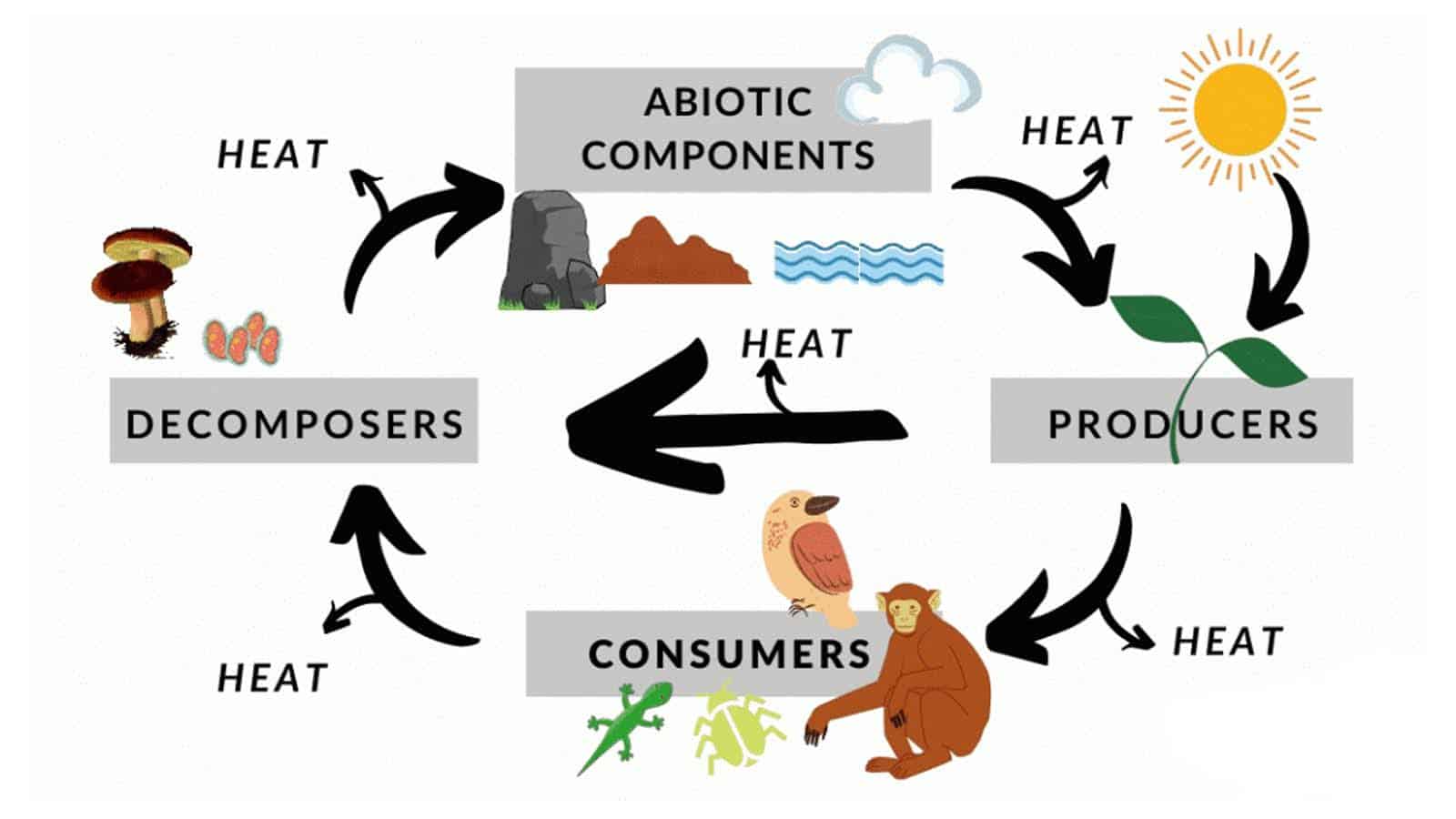 Trophic Level and Food Chains 