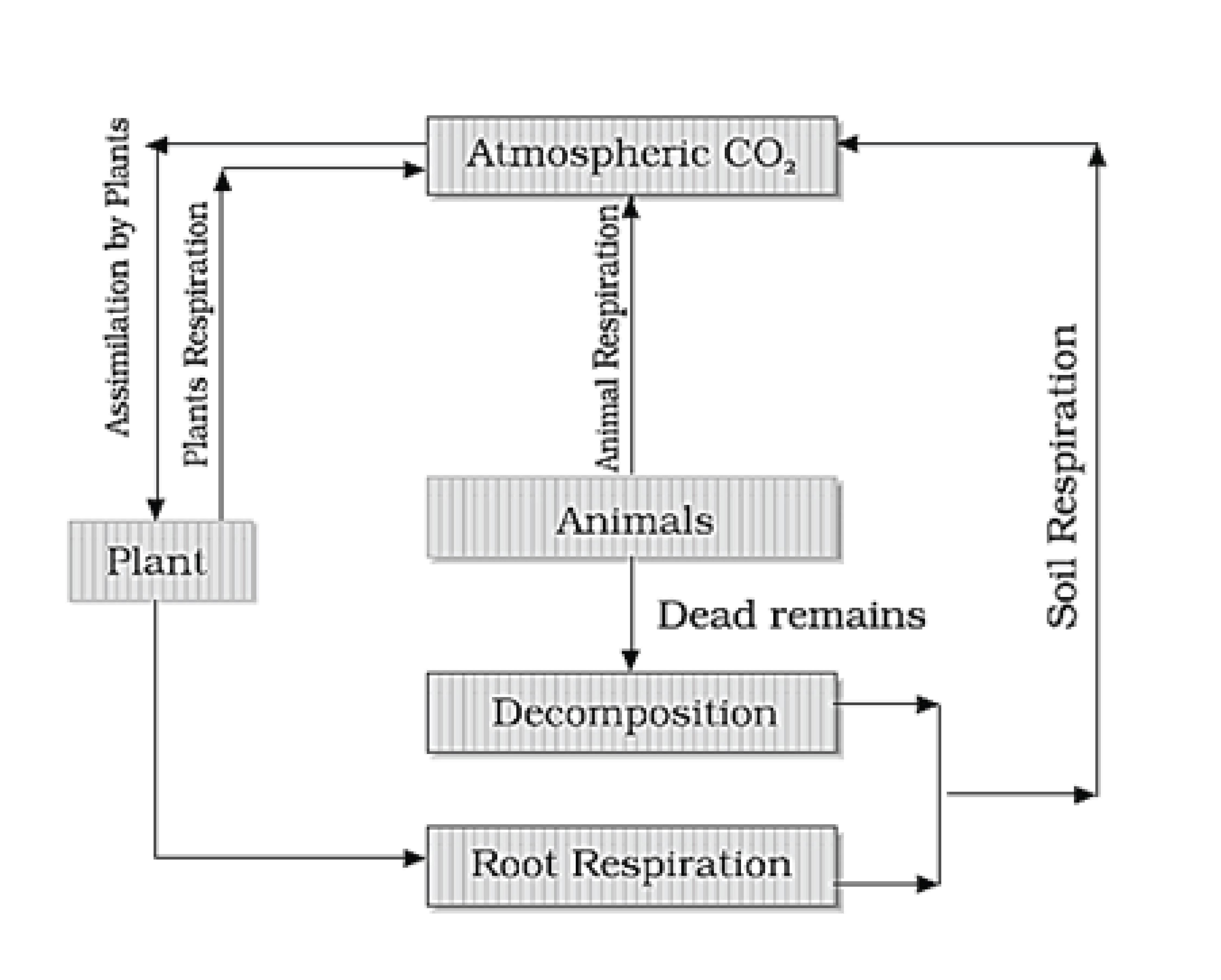 terrestrial carbon cycle