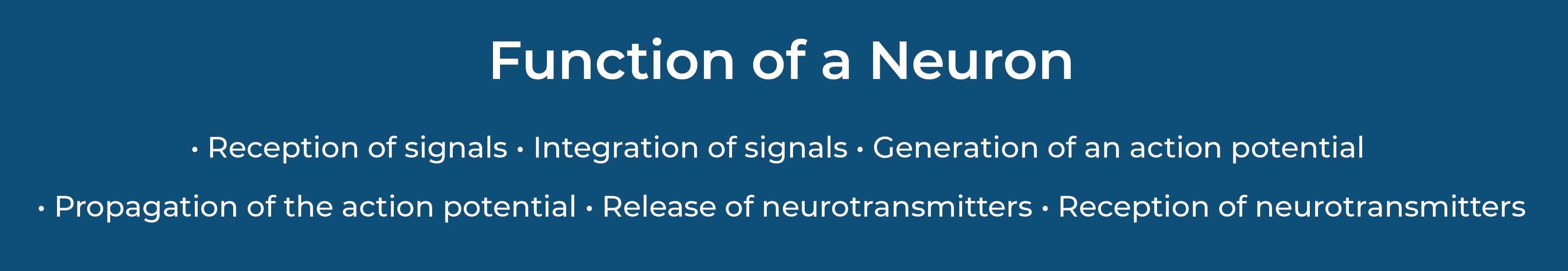 functions of neuron