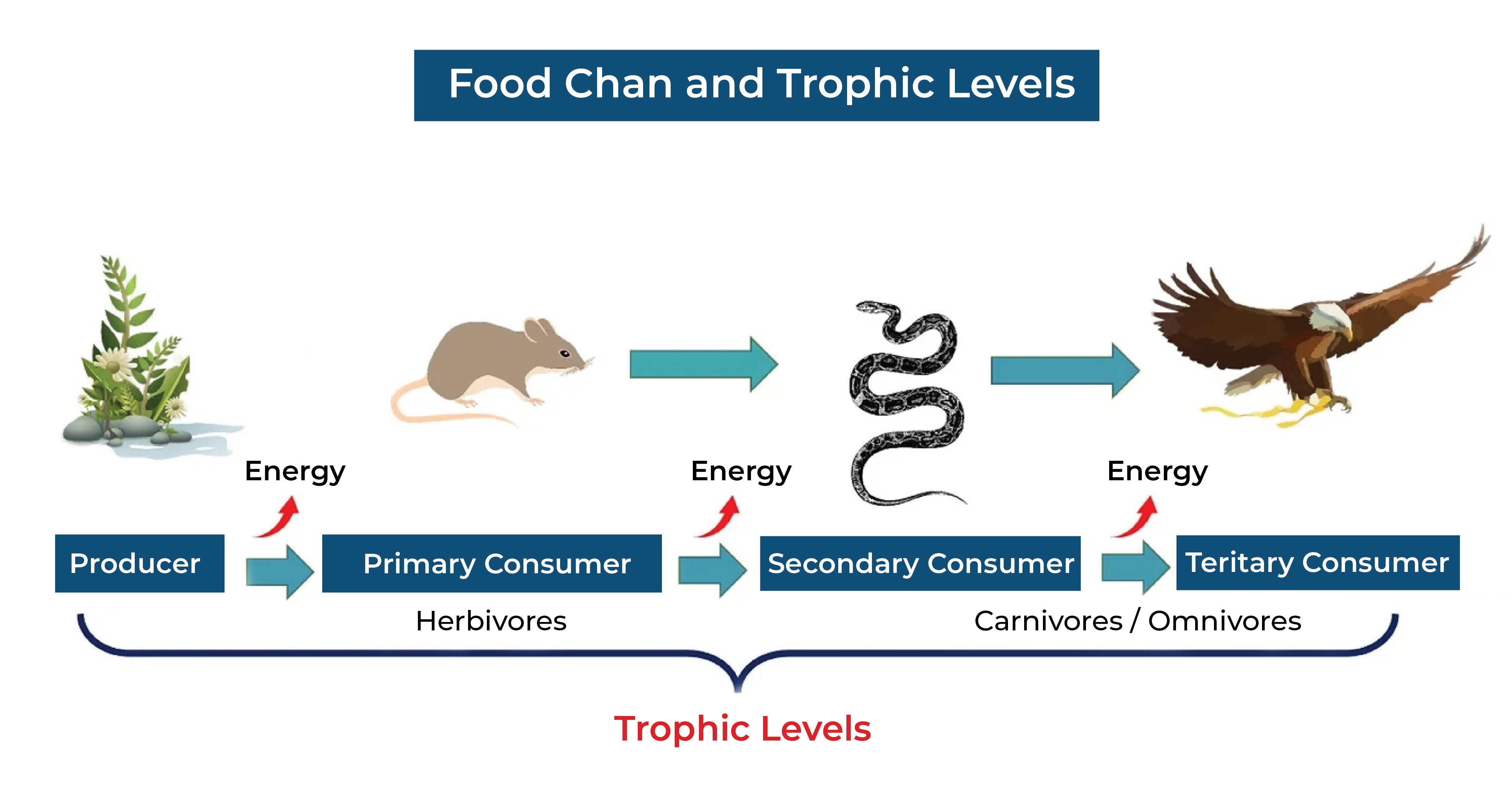 Trophic Level and Food Chains