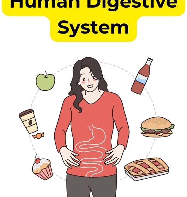Human Digestive System Grade 7 Worksheet