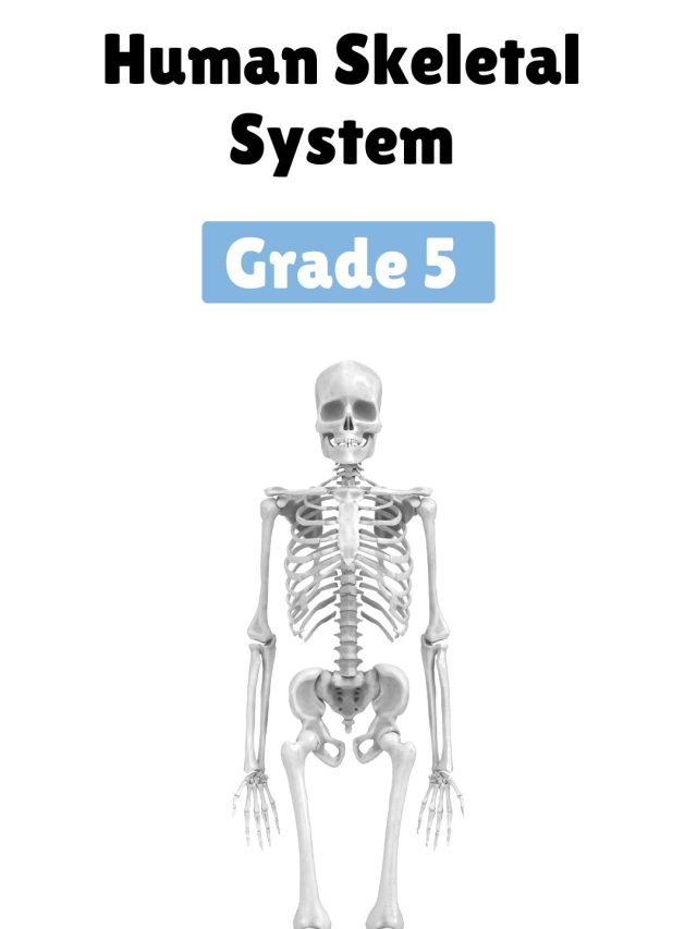Skeletal Essentials: Structure, Functions, and Health