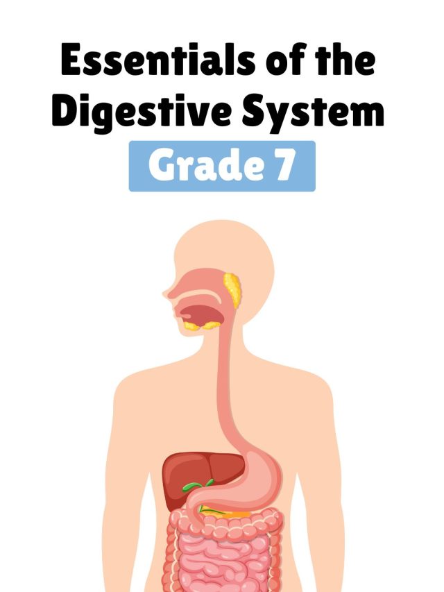 Essentials of the Digestive System